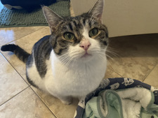 . ݁˖ ݁.⊹ ₊  ݁.coco. ݁₊ ⊹ . ݁˖ . ݁ Lovelace