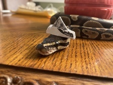 Chandler the snake lover