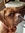 Dogue DeBordeaux