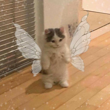 jenny bean ⏾⋆.˚