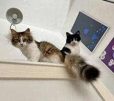 Яница Петрова