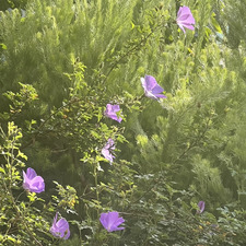 ava &#x1f9f8;&#x1fa90;