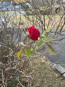 Shelli Heffernan wright