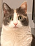 Lorie