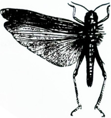 Germ