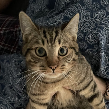 miso