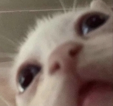 Joz