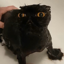 Berb G