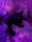 Bad Cat Behaviour