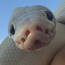 Oceane Denommee-Robert