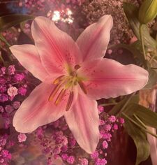 ‎‧₊˚✧[kaitlyn.]✧˚₊‧