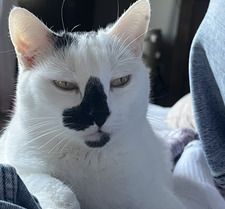 Hazel