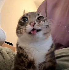 Leoni
