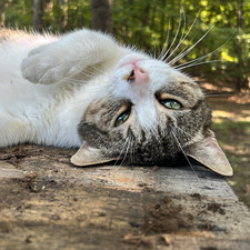 Krista Strzeszkowski