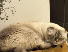 Azra&#x1f34b;&#x1fad0;