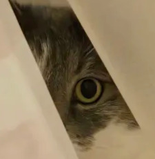 Katie ʕ⁠·⁠ᴥ⁠·⁠ʔ