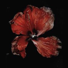 Bella ˚₊۶ৎ˙⋆