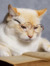 cat reads