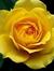 YellowRoses09