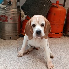 Lucía