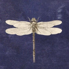 · *. * chantal *. * ·