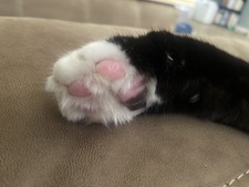 Hillary Gray Johnson