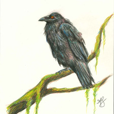 Acacia S