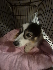 Finn
