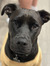 Mikayla