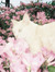 lily