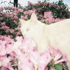 lily