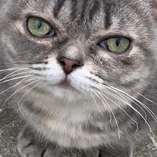 Simon