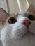 Pip