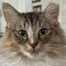Francesca