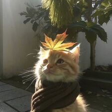 هاجر عبد الحميد