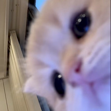 ali