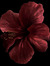 Rosalie...