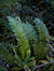 Salta Fern