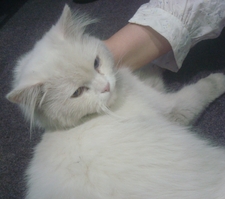 رويدة هنداوي