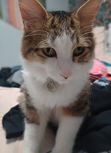Rosedall