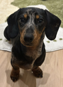 Leila