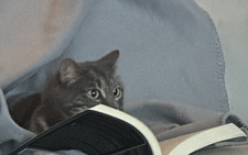 Sabrina