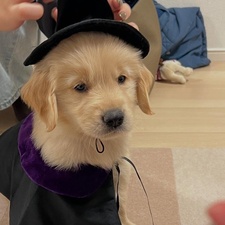 เจ้าหมีขาว