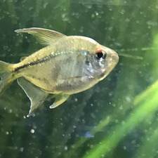 🎨🍀🌱Victoria🌱🍀🎨