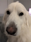 Julie