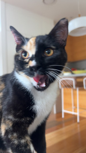 Lily