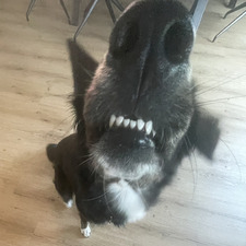 leni