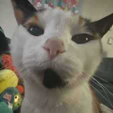 Lilli-Anne
