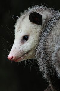 Caffeinated  Opossum 