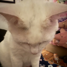 .•*•^ . ^•*•.